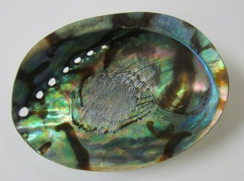 4.50" to 5" Abalone Shell Smudging Bowl Seashell Healing Decoration